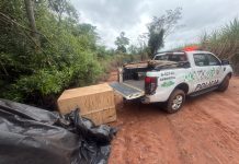 Onça-parda capturada em residência de Birigui é devolvida à natureza