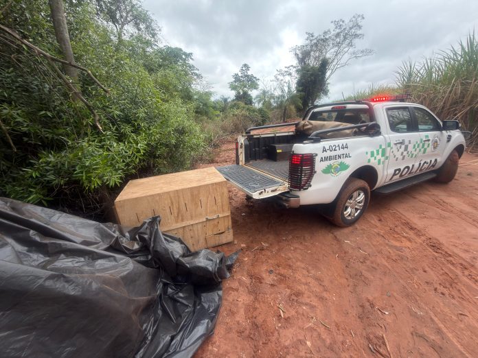 onça devolvida à natureza