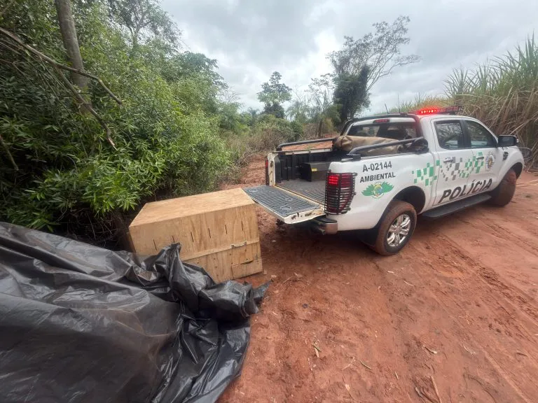 Onça-parda capturada em residência de Birigui é devolvida à natureza
