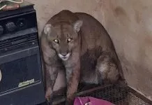 Onça-parda invade casa em Birigui e mobiliza bombeiros e veterinários