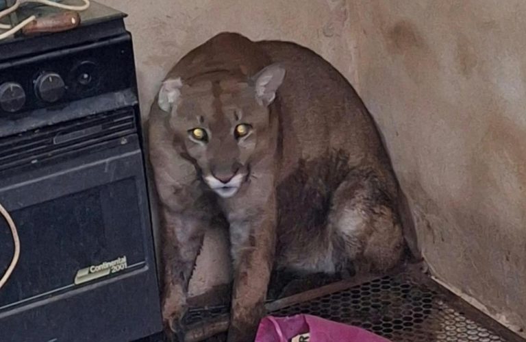 Onça-parda invade casa em Birigui e mobiliza bombeiros e veterinários