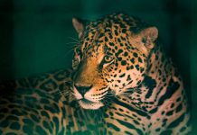 Bosque e Zoológico Dr. Fábio Barreto será reaberto nesta sexta-feira