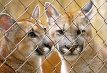 Filhotes de onças-pardas salvas em canavial ganham novo lar em zoológico