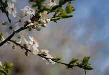 Primavera: Estação das flores começa nesta terça-feira (22)