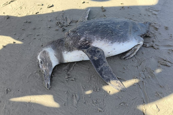 pinguim encontrado morto em praia grande