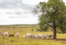 Produtor rural é condenado por danos causados por gado em Mata Atlântica e área de APP
